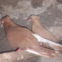کبوتر دم سفید سرخ دم سفید