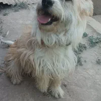 سگ پاکوتا