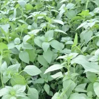 ریحان تازه مستقیم از کشاورز