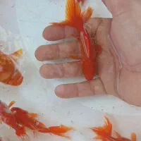 ماهی قرمز شب عید