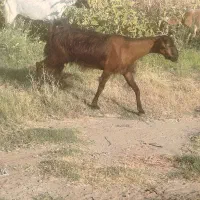 بز طالی با کهره