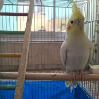 عروس هلندی