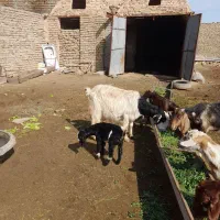 یک عددبززایده