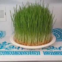 سبزه|گل و گیاه طبیعی|همدان, |دیوار