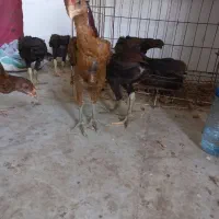 ۶ عدد جوجه مرغ لاری