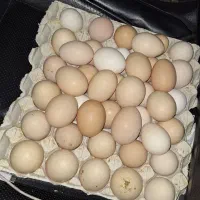 تخم مرغ محلی