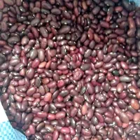 لوبیا قرمز