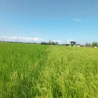 کود اقتصادی مخصوص برنج افزایش تناژ تضمینی