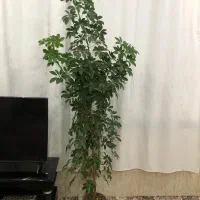 گل ون و گوش فیلی