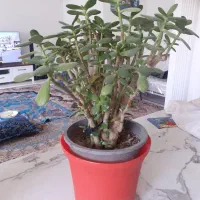 گل طبیعی