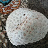 فسیل سنگ مرجان