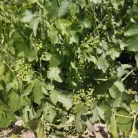 غوره ابداره کشمش