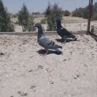 جوجه|پرنده|زابل, |دیوار