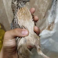 بلدرچین