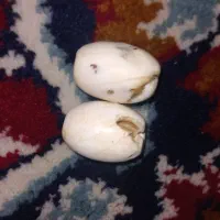سنگ ومهرهای اصلی به شرط کار