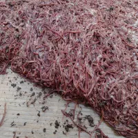 کرم خاکی ماهیگیری طعمه ماهیگیری