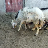 بره ماده پلنگی غزل