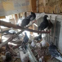 دورگه ونقش