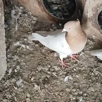 کفتر|پرنده|بناب, |دیوار