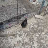مرغ تالشی در حال جوجه کشی است