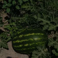شریک جهت صادرات هندوانه و گوجه