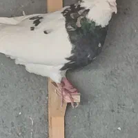 طوقی و پلاکی|پرنده|شیراز, محمودآباد|دیوار