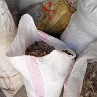 کودکبوتر