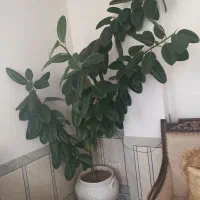 گل فیکوس