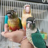 گرینچیک حراج جمعه فقط امروز
