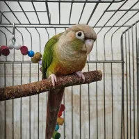 طوطی گرینچیک