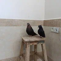 کبوتر|پرنده|عجب شیر, |دیوار