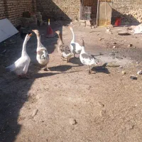 فروش ۳ تا غاز دوتا قو غاز