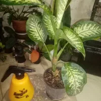 گل آپارتمانی، سانسوریاطلایی، دیفن باخیا و..