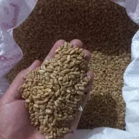 گندم بوجاری شده وتمیز برا بذر درجه یک