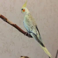 عروس زیبا