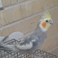 عروس هلندی