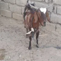 بزقاله دورگه