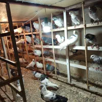 فروش کبوتر پرشی
