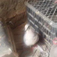 یک جفت