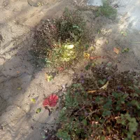 باسلام تعدادی گل