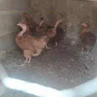 مرغ تخم گذار محلی