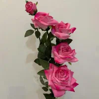 گل محمدی