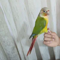 طوطی گرینچیک