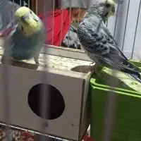 مرغ عشق  فنج