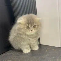 گربه