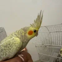 عروس هلندی سخنگو