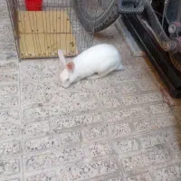 خرگوش بازیگوش