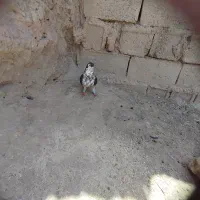 ساده افشون نر قلدور پرشی