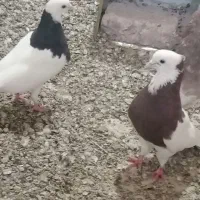 طوقی وکله ای..جفتی ۶۰۰