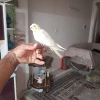 عروس هلندی سخنگو دستی